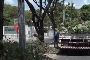 queda-de-arvore-derruba-muro-e-poste-no-genibau-durante-fortes-chuvas-em-fortaleza