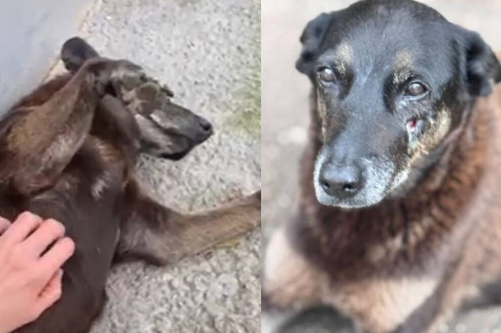 fortaleza-e-outras-capitais-organizam-atos-no-fim-de-semana-apos-morte-do-caozinho-orelha