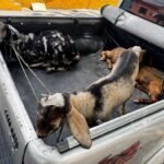 policia-recupera-caprinos-furtados-e-apreende-arma-em-sobral,-no-ceara