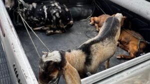 policia-recupera-caprinos-furtados-e-apreende-arma-em-sobral,-no-ceara