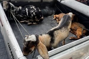 policia-recupera-caprinos-furtados-e-apreende-arma-em-sobral,-no-ceara