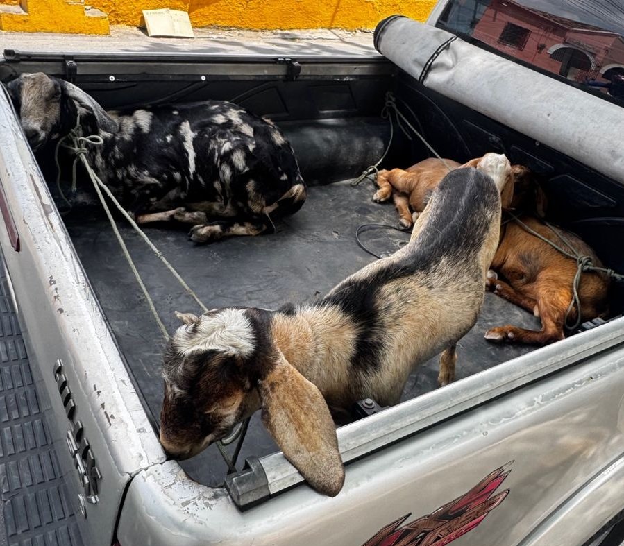 policia-recupera-caprinos-furtados-e-apreende-arma-em-sobral,-no-ceara