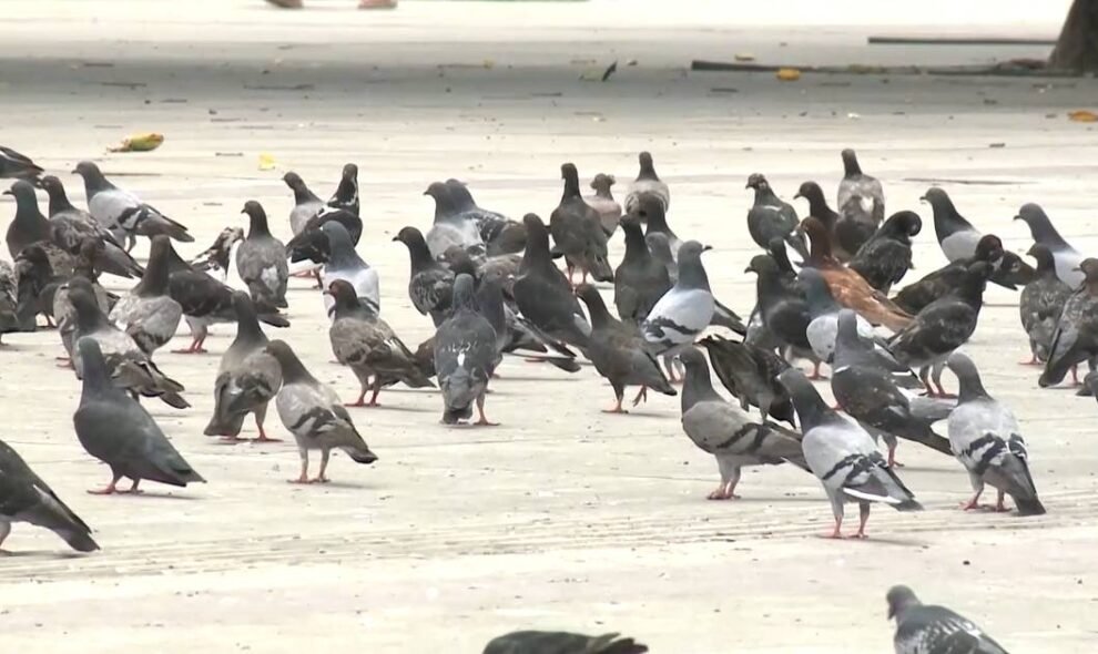 pombos-aglomerados-em-rodoviaria-de-fortaleza-representam-risco-a-saude,-alerta-infectologista