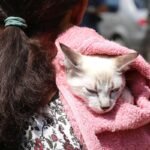 fortaleza-tera-mutirao-gratuito-de-castracao-de-gatos-neste-fim-de-semana;-saiba-como-participar