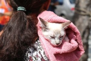 fortaleza-tera-mutirao-gratuito-de-castracao-de-gatos-neste-fim-de-semana;-saiba-como-participar