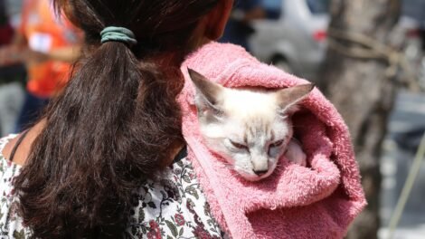 fortaleza-tera-mutirao-gratuito-de-castracao-de-gatos-neste-fim-de-semana;-saiba-como-participar