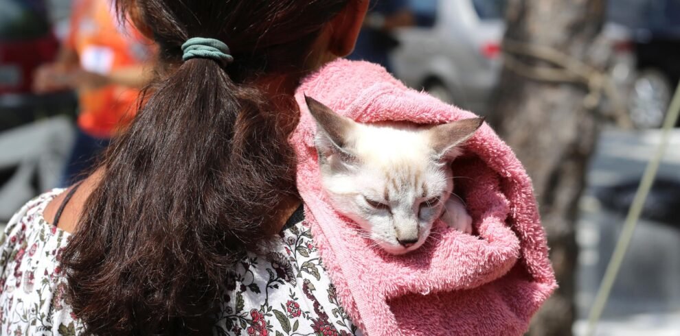 fortaleza-tera-mutirao-gratuito-de-castracao-de-gatos-neste-fim-de-semana;-saiba-como-participar