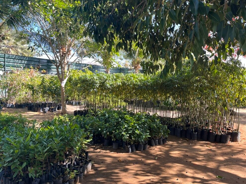 mudario-da-prefeitura-de-fortaleza-faz-distribuicao-gratuita-de-mudas,-com-mais-de-40-especies