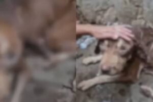 cao-da-raca-pitbull-e-resgatado-em-juazeiro-do-norte-apos-denuncias-de-maus-tratos