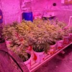 operacao-da-policia-civil-desfaz-plantacao-de-maconha-com-330-pes-em-caucaia,-no-ceara