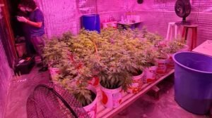 operacao-da-policia-civil-desfaz-plantacao-de-maconha-com-330-pes-em-caucaia,-no-ceara