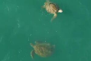 drone-flagra-tartarugas-marinhas-nadando-proximo-a-beira-mar-de-fortaleza