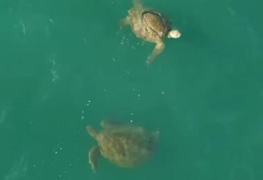 drone-flagra-tartarugas-marinhas-nadando-proximo-a-beira-mar-de-fortaleza