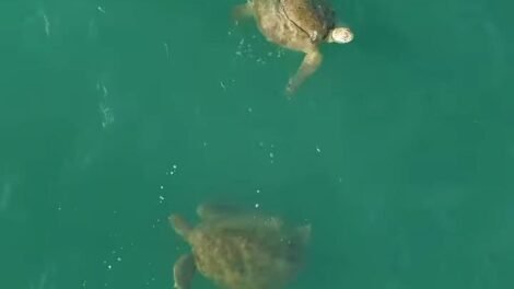 drone-flagra-tartarugas-marinhas-nadando-proximo-a-beira-mar-de-fortaleza