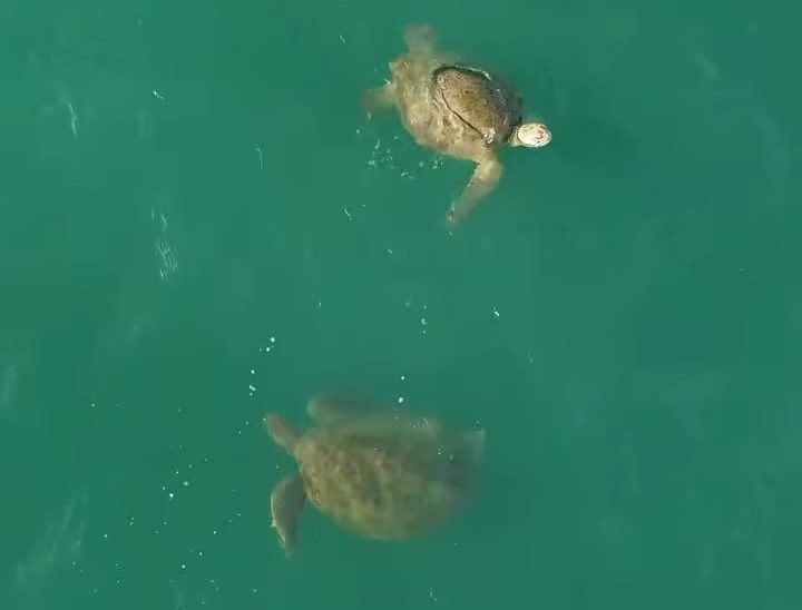 drone-flagra-tartarugas-marinhas-nadando-proximo-a-beira-mar-de-fortaleza