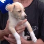 homem-e-flagrado-abandonando-filhote-de-cachorro-em-rua-de-fortaleza;-veja-o-video