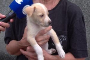 homem-e-flagrado-abandonando-filhote-de-cachorro-em-rua-de-fortaleza;-veja-o-video