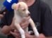 homem-e-flagrado-abandonando-filhote-de-cachorro-em-rua-de-fortaleza;-veja-o-video