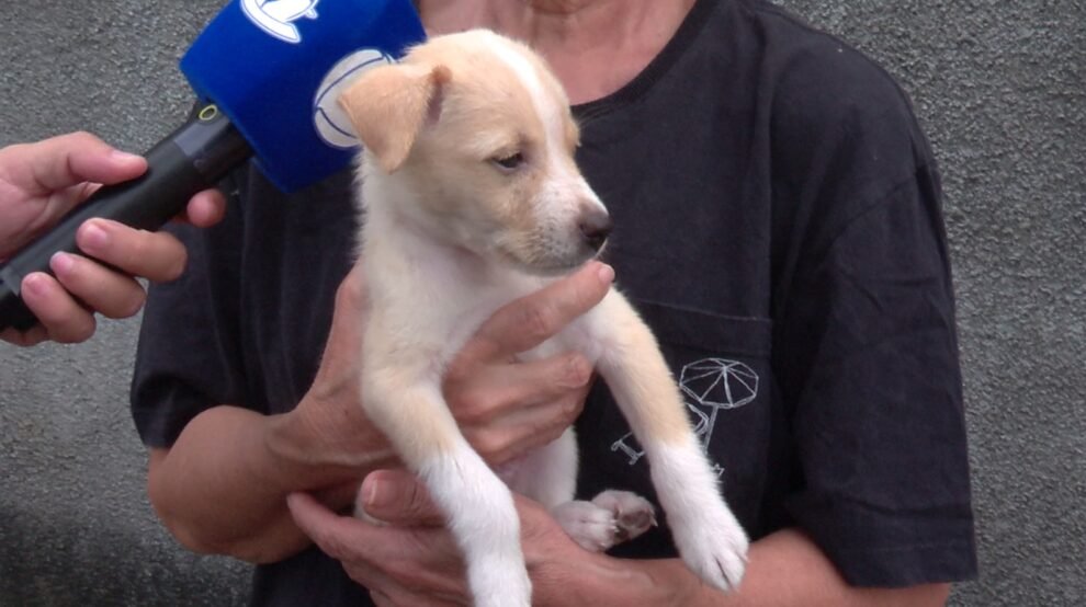homem-e-flagrado-abandonando-filhote-de-cachorro-em-rua-de-fortaleza;-veja-o-video