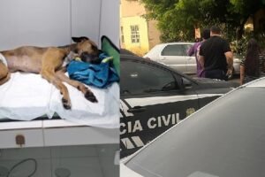 cachorra-e-estuprada-e-morta-apos-casa-ser-invadida-em-condominio-no-ceara