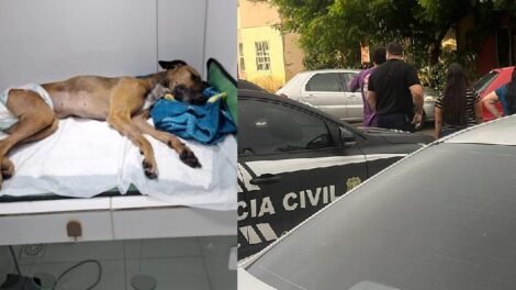 cachorra-e-estuprada-e-morta-apos-casa-ser-invadida-em-condominio-no-ceara