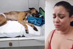 cadela-rapunzel:-tutora-vai-se-mudar-de-casa-apos-cachorra-ser-estuprada-e-morta-no-ceara