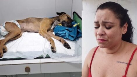 cadela-rapunzel:-tutora-vai-se-mudar-de-casa-apos-cachorra-ser-estuprada-e-morta-no-ceara