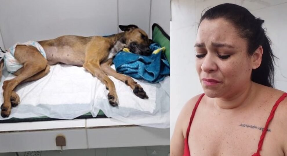 cadela-rapunzel:-tutora-vai-se-mudar-de-casa-apos-cachorra-ser-estuprada-e-morta-no-ceara