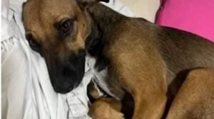 caso-rapunzel-reacende-debate-sobre-violencia-extrema-contra-animais-no-ceara