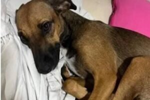 caso-rapunzel-reacende-debate-sobre-violencia-extrema-contra-animais-no-ceara