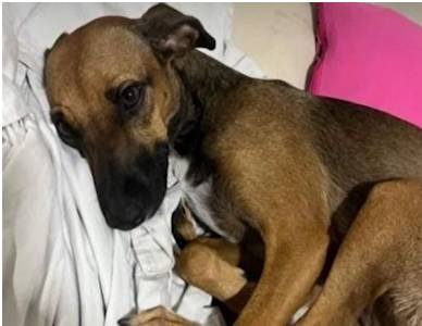 caso-rapunzel-reacende-debate-sobre-violencia-extrema-contra-animais-no-ceara