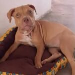 motorista-atropela-cadela-e-foge-sem-prestar-socorro-em-russas,-no-ceara