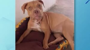 motorista-atropela-cadela-e-foge-sem-prestar-socorro-em-russas,-no-ceara