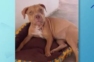 motorista-atropela-cadela-e-foge-sem-prestar-socorro-em-russas,-no-ceara