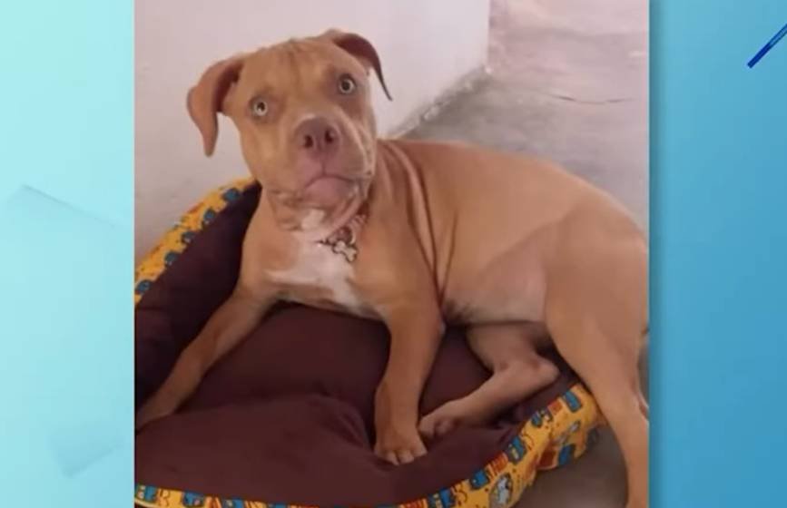 motorista-atropela-cadela-e-foge-sem-prestar-socorro-em-russas,-no-ceara