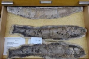 ceara-recebe-fosseis-repatriados-da-europa-e-da-america-do-sul 