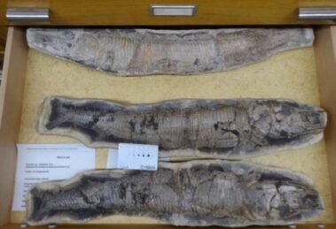 ceara-recebe-fosseis-repatriados-da-europa-e-da-america-do-sul 