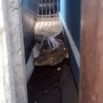 jacare-de-1,5-metro-e-encontrado-em-posto-no-centro-de-itaitinga;-veja-video