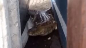 jacare-de-1,5-metro-e-encontrado-em-posto-no-centro-de-itaitinga;-veja-video