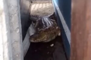 ibama-informa-que-jacare-encontrado-em-posto-de-itaitinga-sera-devolvido-a-natureza