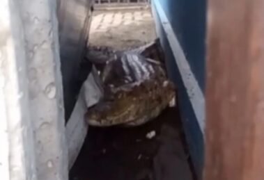 ibama-informa-que-jacare-encontrado-em-posto-de-itaitinga-sera-devolvido-a-natureza