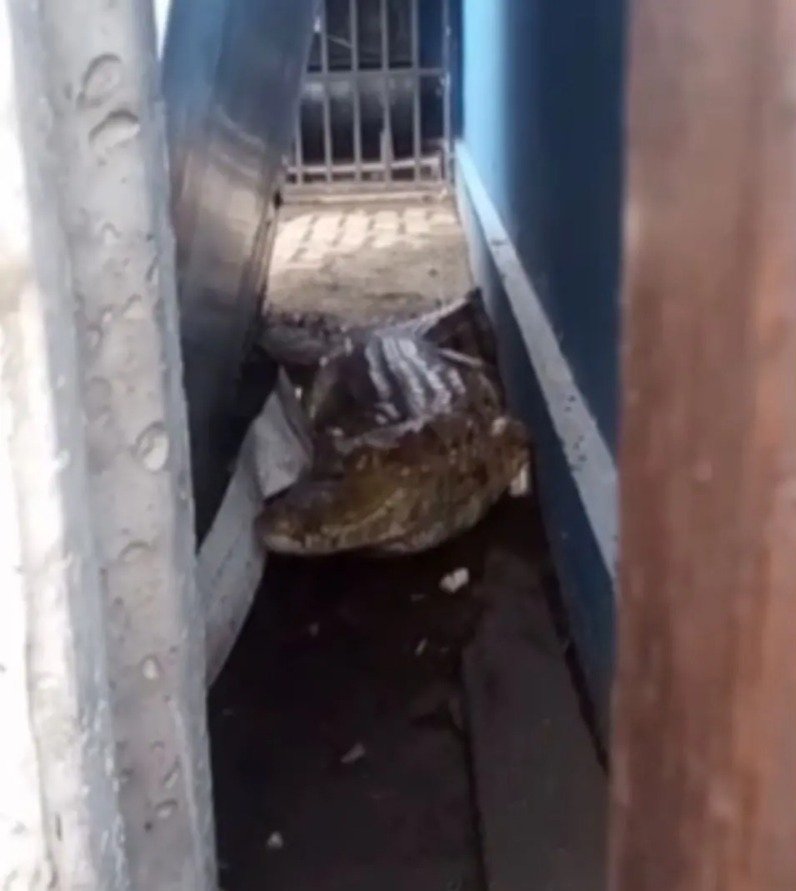 ibama-informa-que-jacare-encontrado-em-posto-de-itaitinga-sera-devolvido-a-natureza